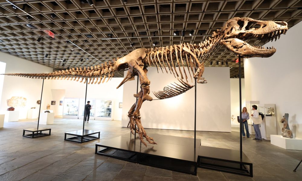 T. rex sells for $50M, most expensive dinosaur fossil in auction