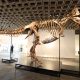 T. rex sells for $50M, most expensive dinosaur fossil in auction
