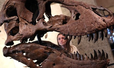 Tech wealth fuels record prices for dinosaur bones, art and watches: Experts