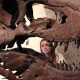 Tech wealth fuels record prices for dinosaur bones, art and watches: Experts