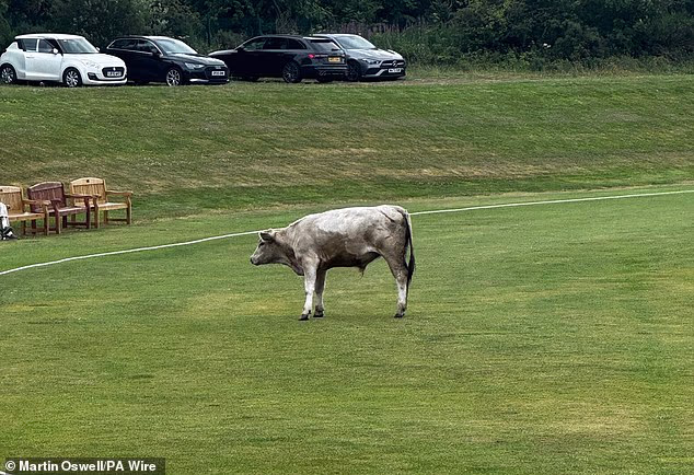 A 'dangerous' bull wreaked havoc at a cricket club near Newcastle after it stormed the field mid-match and charged at players