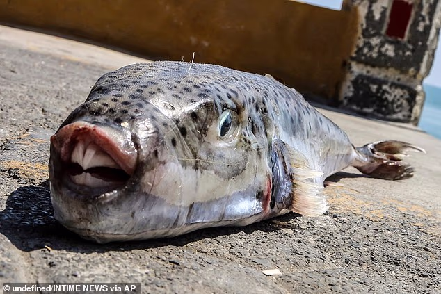 The dangerous silver-cheeked toadfish has been spotted across the Mediterranean, with fang-like teeth that can tear through bone, wood and metal