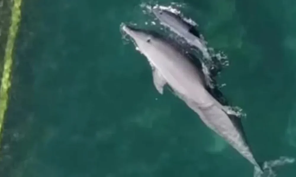 Outrage at dolphins kept in 'shallow' hotel swimming pools to entertain tourists | News World