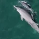 Outrage at dolphins kept in 'shallow' hotel swimming pools to entertain tourists | News World