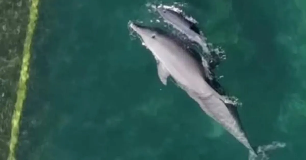 Outrage at dolphins kept in 'shallow' hotel swimming pools to entertain tourists | News World
