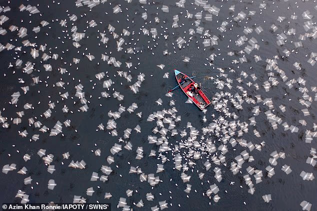 Watch the birdie: Azim Khan Ronnie took home the coveted title with a photograph showing thousands of migratory Siberian seagulls feeding in Yamuna Ghat, India