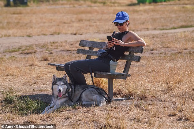 Parts of the UK are facing an 'exceptional' wildfire risk as a lingering heatwave sends temperatures soaring and sparks health alerts (pictured, Wimbledon Common on Saturday)