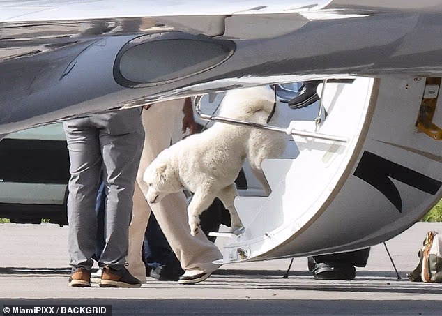 Taylor Swift and Travis Kelce's dog emerging from the pop star's plane in Florida on Sunday