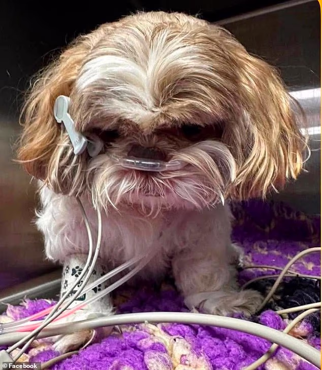 Ms Lewis made the difficult decision to put Ethel down after the vet said she had suffered irreversible brain damage