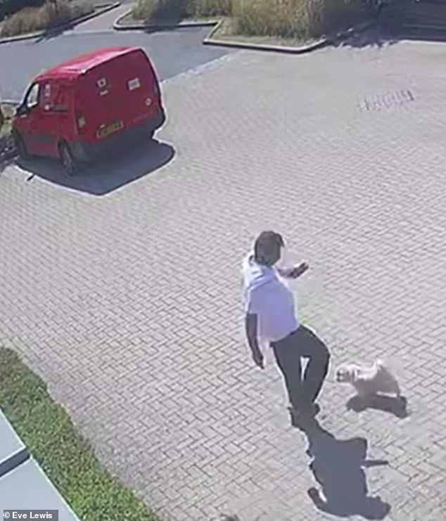 A postman wearing an England shirt was caught on camera kicking a blind shih tzu 'like a football'