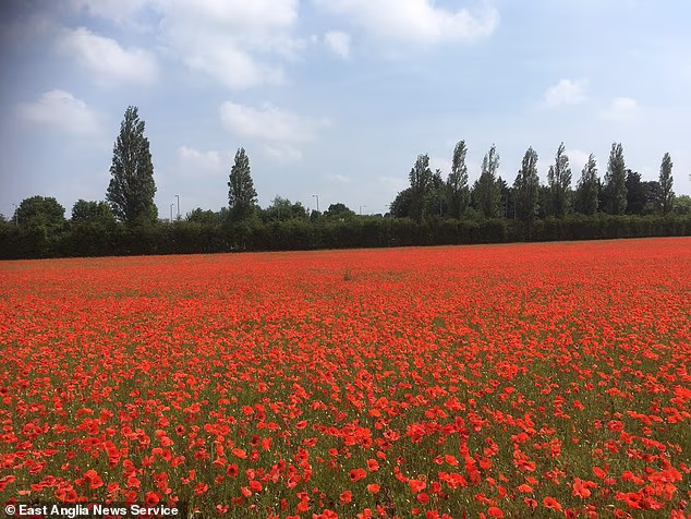 Poppies growing in the field which is proposed to be the site of a new data centre at Keswick near Norwich