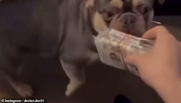 Albanian burglar deported twice before sneaking back into Britain flaunts his wealth by sharing video of him feeding wads of banknotes to his dogs