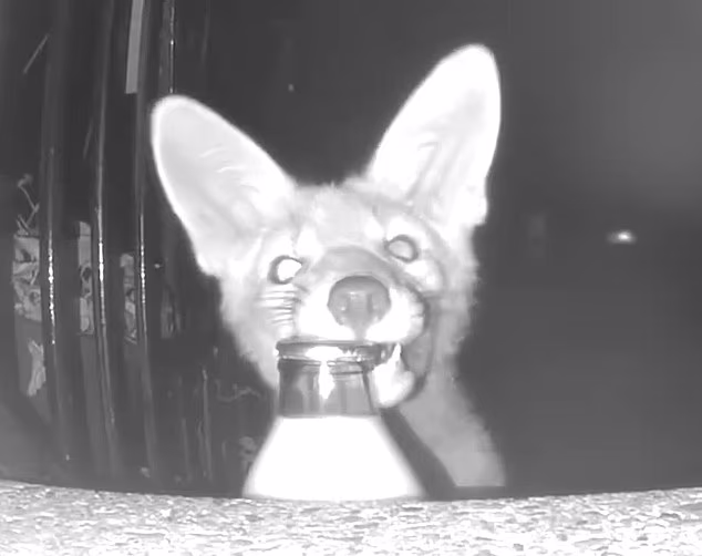 A homeowner set up a hidden camera and caught an unexpected culprit - a cheeky fox cub
