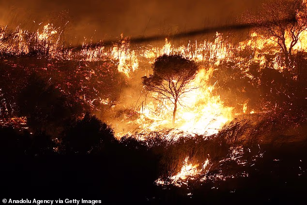 Arsonists have been accused of using stray cats as living fire-starters to ignite devastating wildfires that have ravaged southern Italy