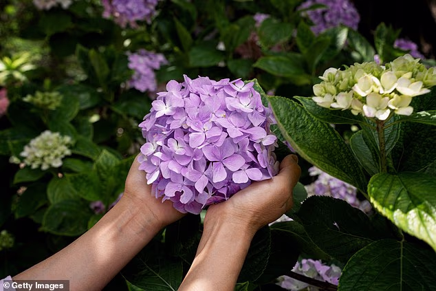 Hit particularly hard by the unprecedented heat are hydrangeas - a British garden staple that bloom into either pink, purple or blue (stock image)