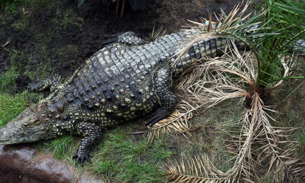 Family share update after boy, 3, injured in crocodile enclosure