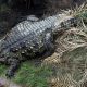 Family share update after boy, 3, injured in crocodile enclosure