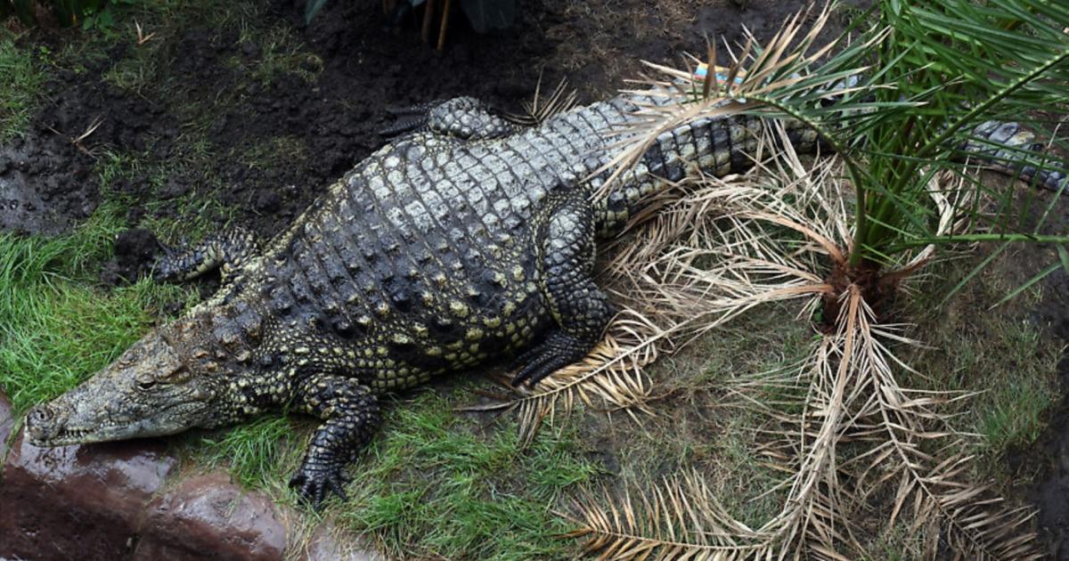 Family share update after boy, 3, injured in crocodile enclosure