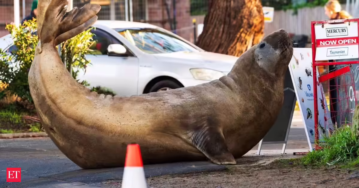 Neil Seal smashes cars, blocks roads in Tasmania and has 1.4 million fans. Now Australia is asking people to respect his privacy