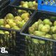 Oregon pear industry facing financial ruin