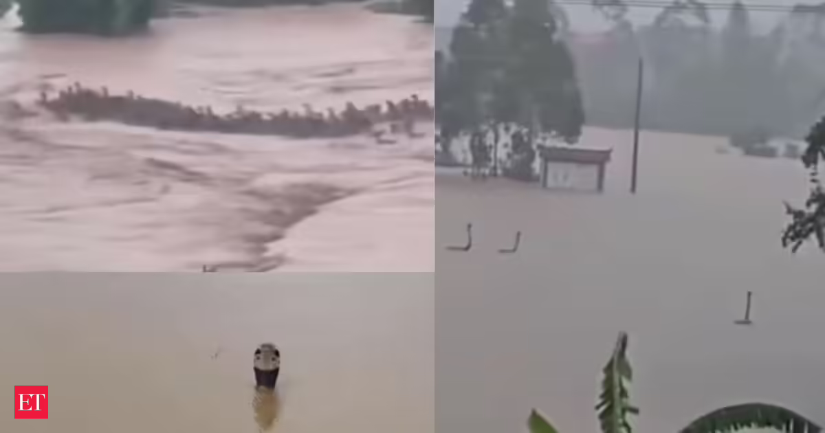 Watch Snakes on the street: Nearly 900 snakes, including cobras, escape flooded farm in China, enter nearby villages