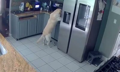 Video Player Placeholder