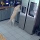Video Player Placeholder