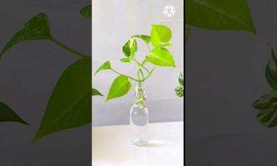#shorts || Goli Soda Bottle Money Plant / Pothos DIY