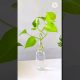 #shorts || Goli Soda Bottle Money Plant / Pothos DIY