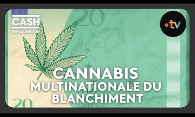 Cannabis, la multinationale du blanchiment - Cash investigation