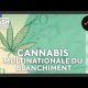 Cannabis, la multinationale du blanchiment - Cash investigation