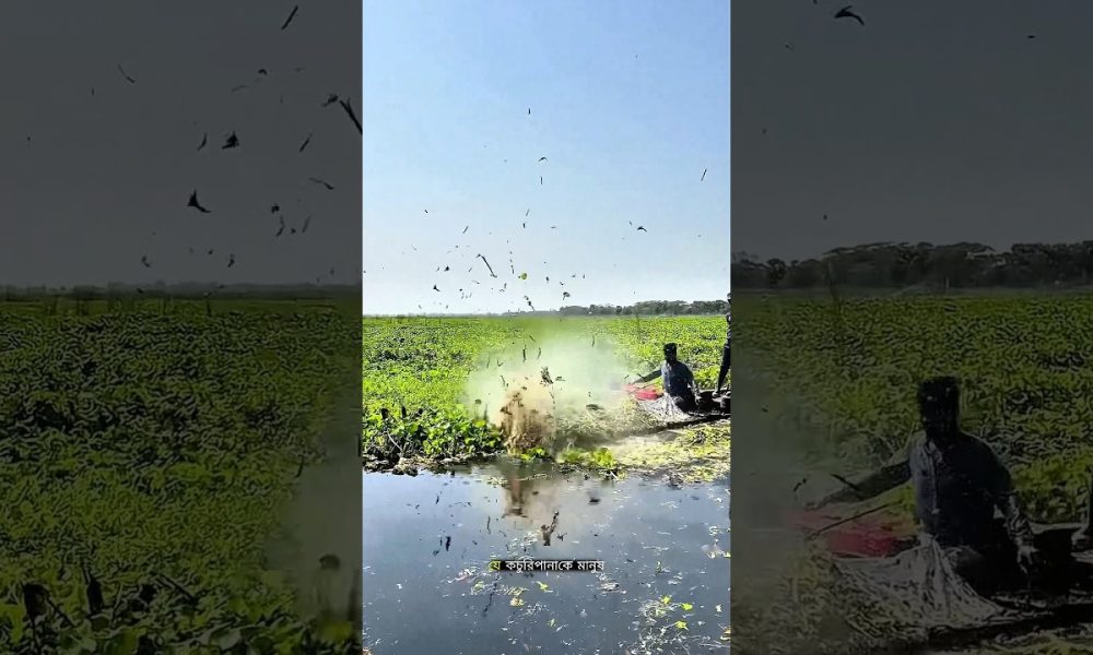 How Do Farmers Make Money From Water Hyacinths? #facts #trending #ytshorts