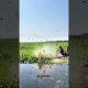 How Do Farmers Make Money From Water Hyacinths? #facts #trending #ytshorts