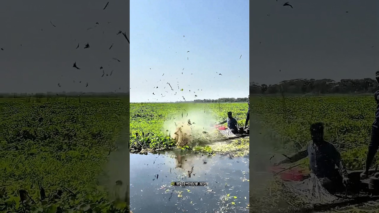 How Do Farmers Make Money From Water Hyacinths? #facts #trending #ytshorts