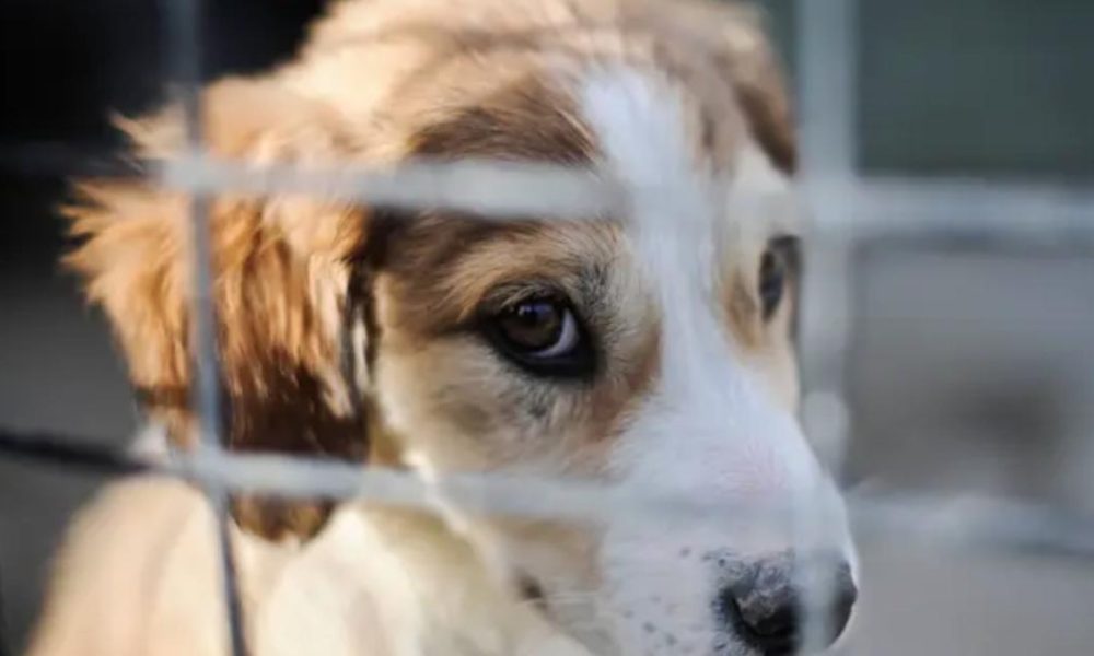 Three dogs abandoned with Middlesbrough wardens in 24 hours