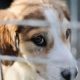 Three dogs abandoned with Middlesbrough wardens in 24 hours