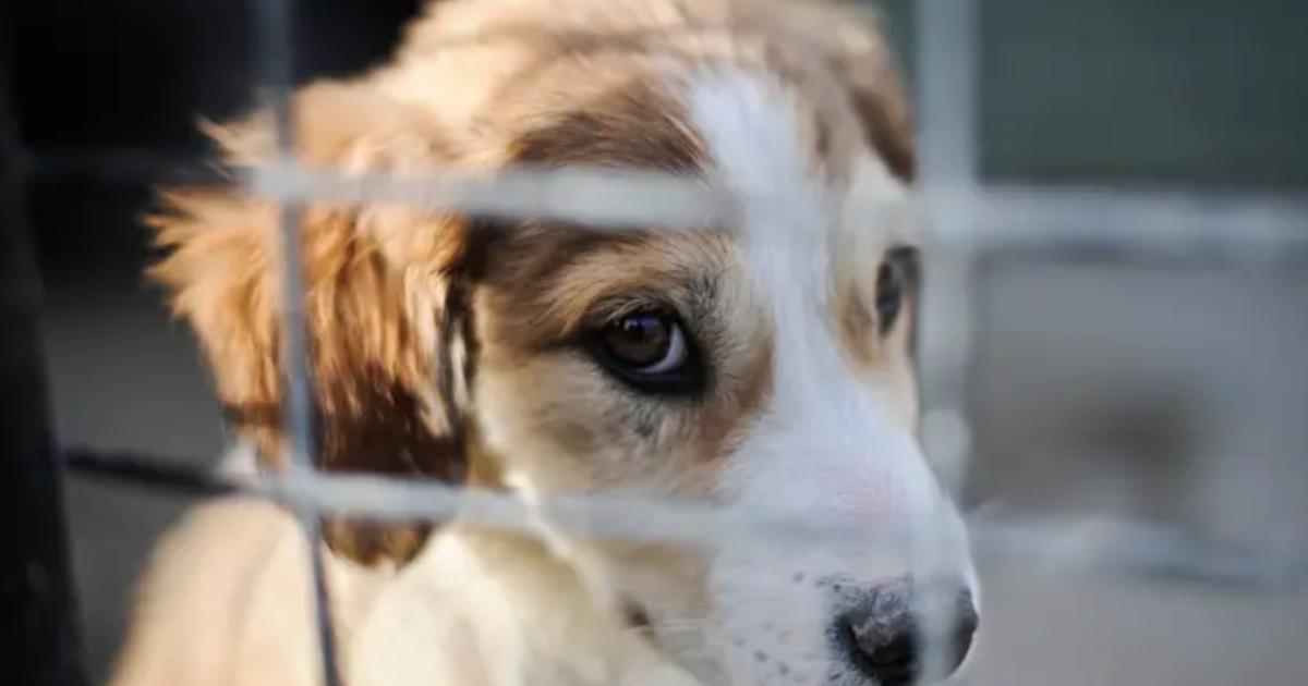 Three dogs abandoned with Middlesbrough wardens in 24 hours