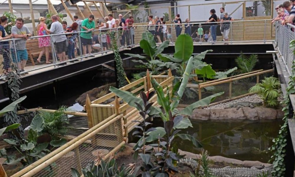 Johnsons statement after boy thrown into crocodile enclosure