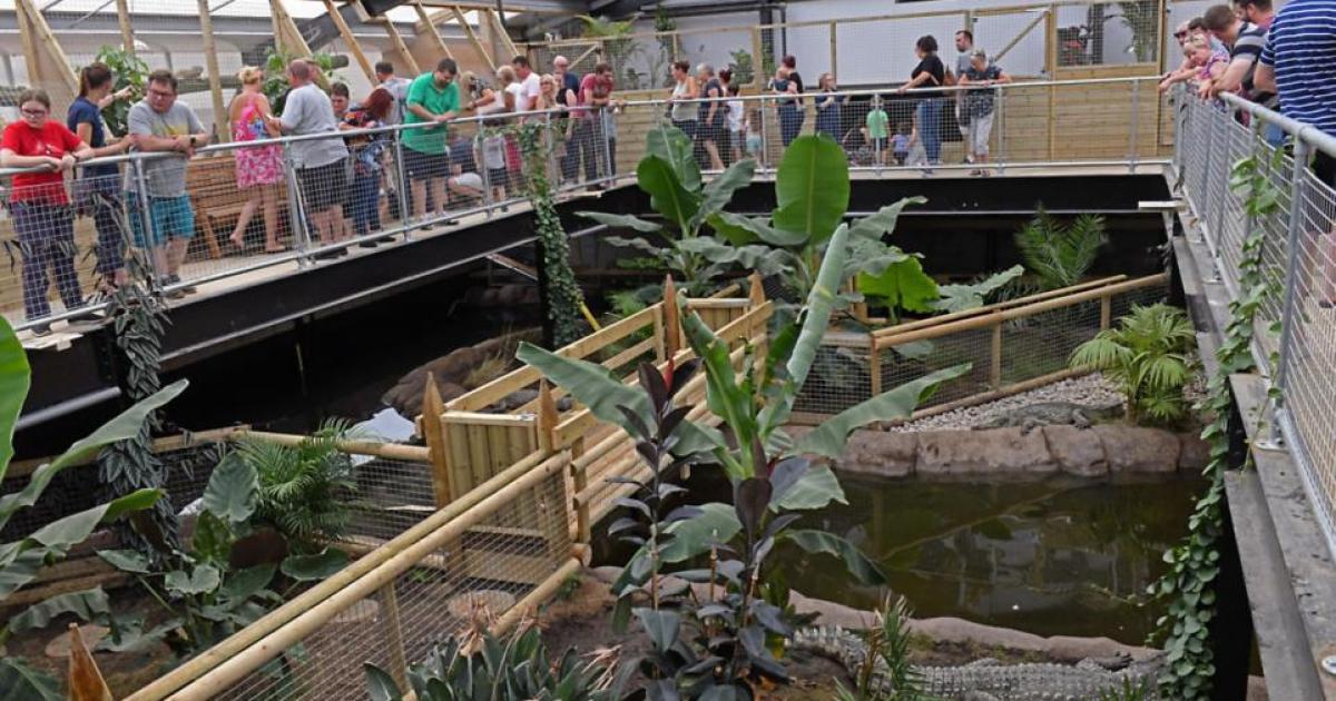 Johnsons statement after boy thrown into crocodile enclosure