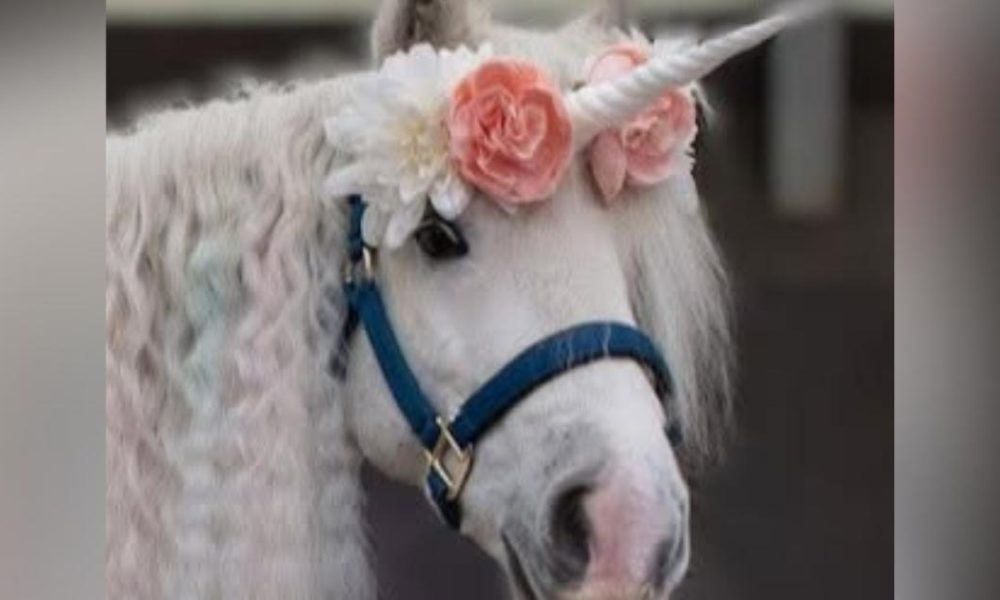 Free Unicorn Day to support Middlesbrough riding for disabled