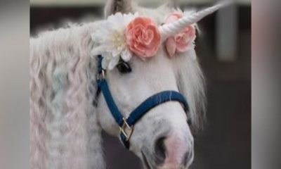 Free Unicorn Day to support Middlesbrough riding for disabled