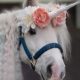 Free Unicorn Day to support Middlesbrough riding for disabled