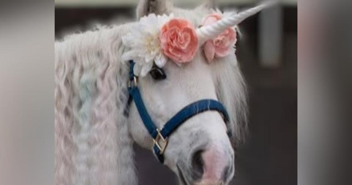 Free Unicorn Day to support Middlesbrough riding for disabled