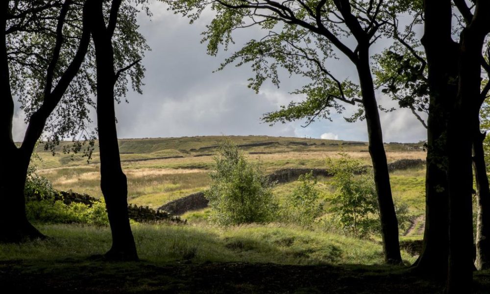 National Trust reveals 'leaky dams' plan for Holcombe Moor