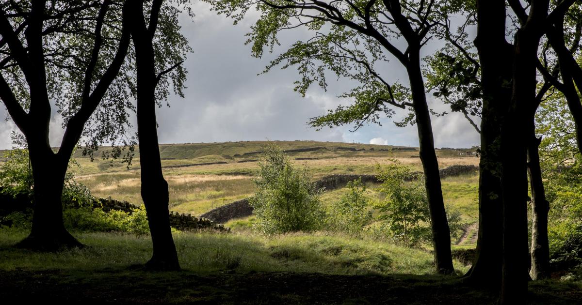 National Trust reveals 'leaky dams' plan for Holcombe Moor