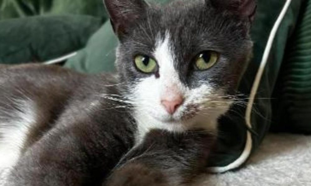 Meet the cats tipped for Andy Burnham's No 10 North