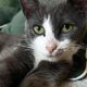 Meet the cats tipped for Andy Burnham's No 10 North