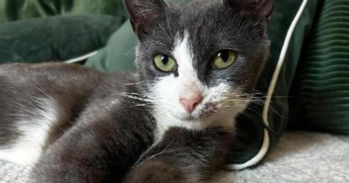 Meet the cats tipped for Andy Burnham's No 10 North