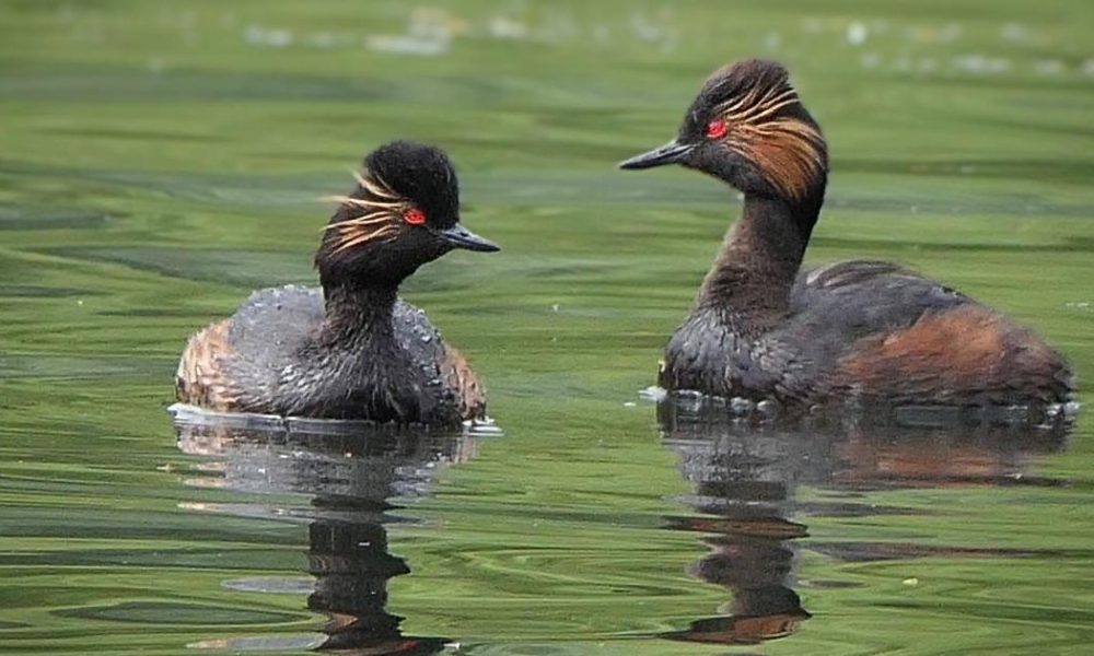 Black-necked grebes spotted in Moses Gate Country Park