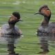 Black-necked grebes spotted in Moses Gate Country Park